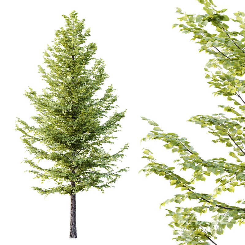 Tilia platyphyllos Tree 10 - Image 4