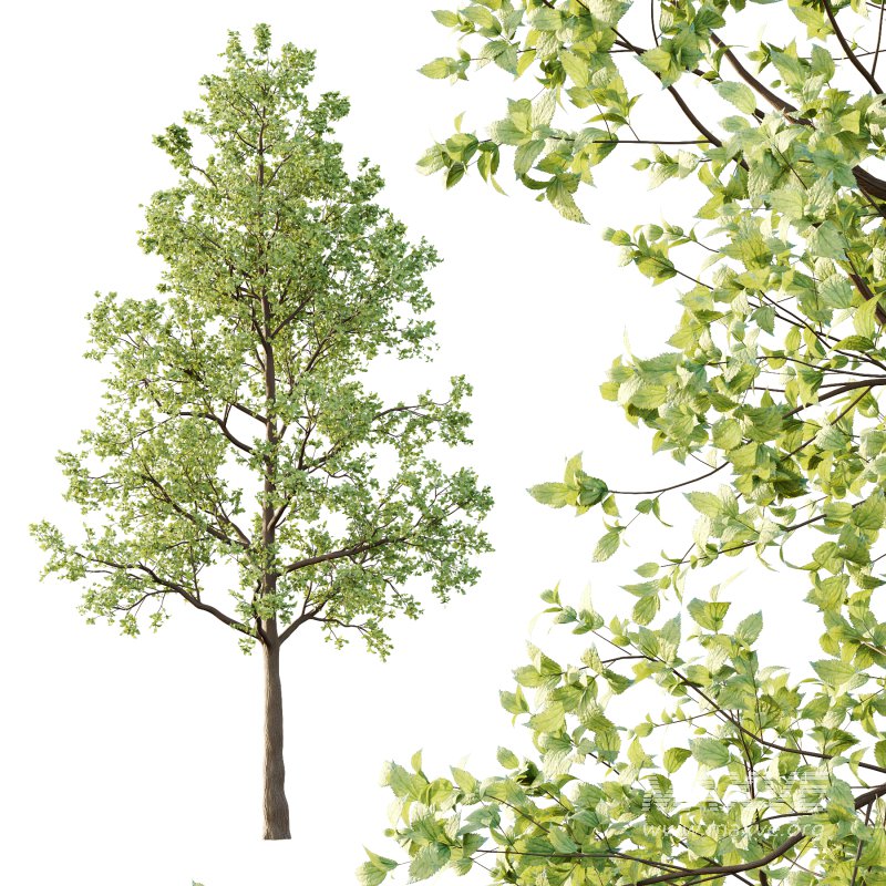 Tilia platyphyllos Tree 01 - Image 4