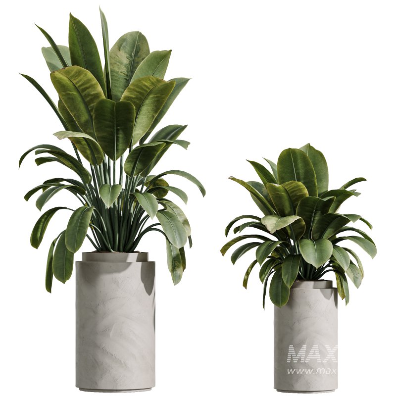 AV Indoor Plants Set 349 Ficus Dracaena Marginata and Olive and Robusta Abidjan - Image 3