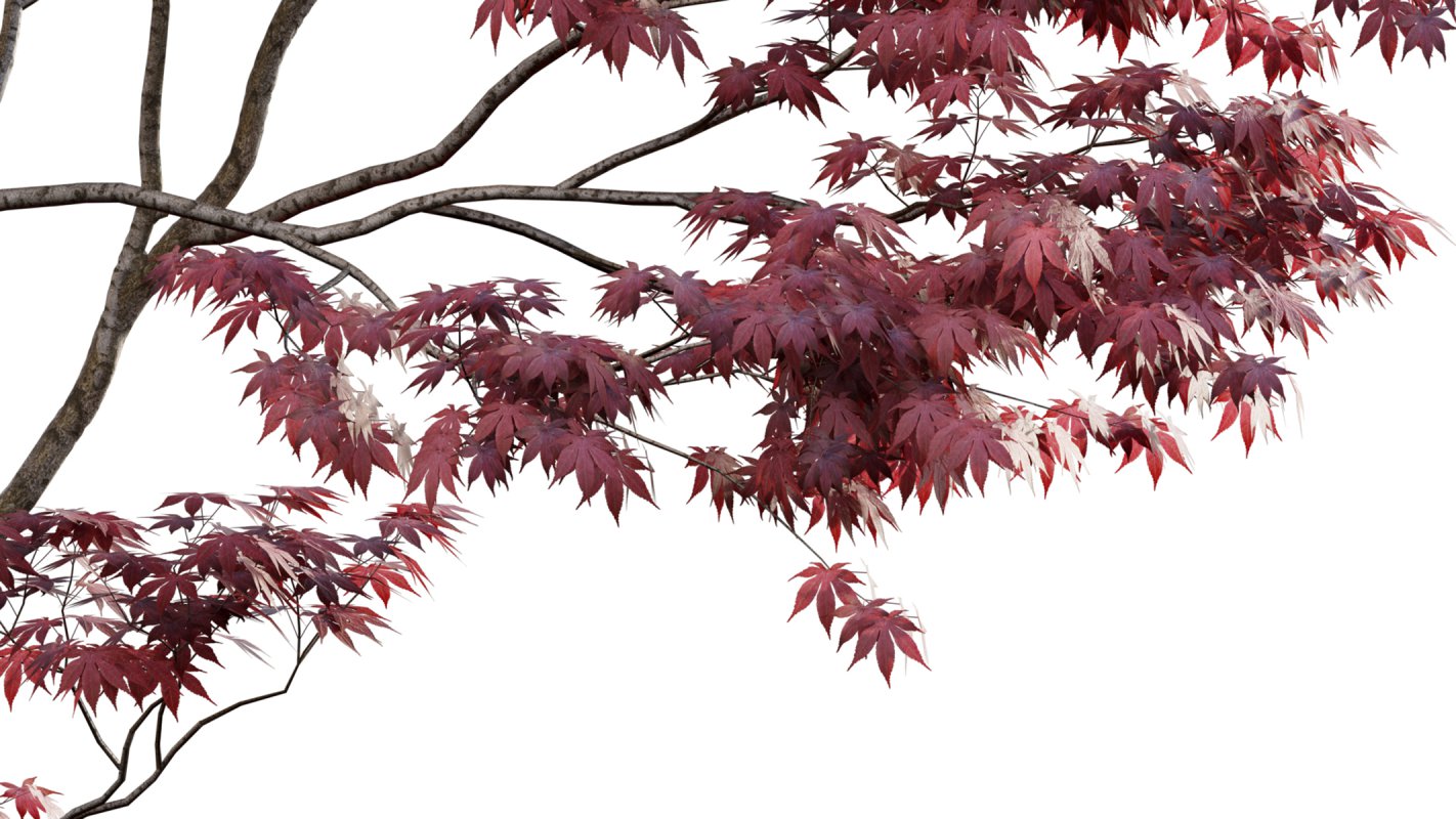 Collection 17 – Chinese garden - Image 5