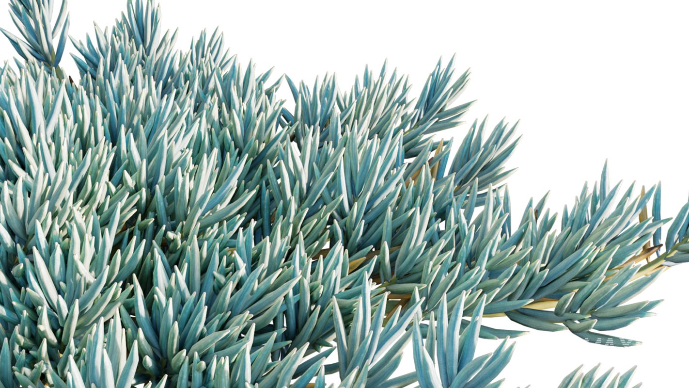 Collection 12 – Desert Garden - Image 33