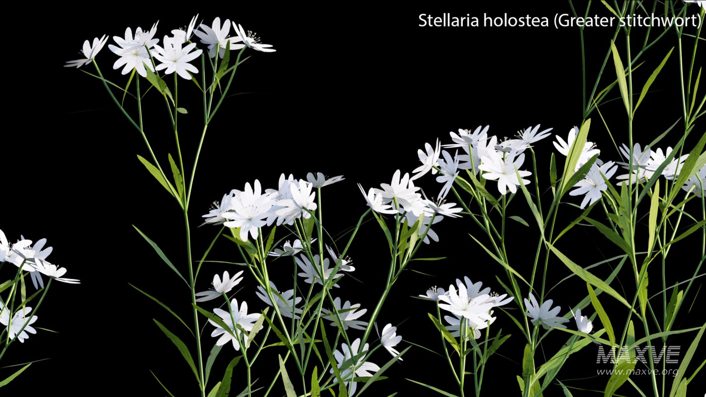 Collection 14 – English Garden - Image 37