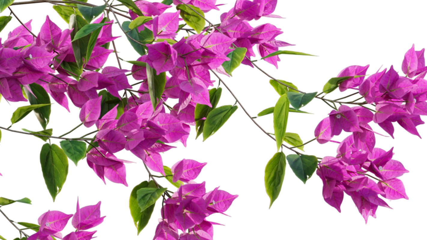 Collection 07 – Central America Garden - Image 45