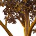 Celtis australis Tree 04 - Thumbnail 5