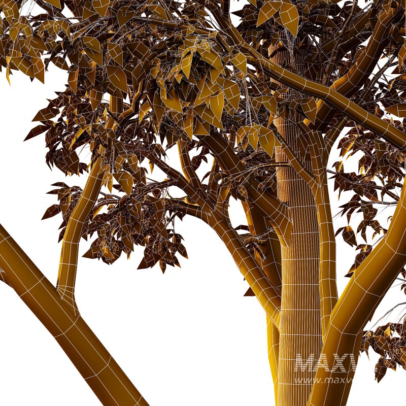 Celtis australis Tree 04 - Image 5