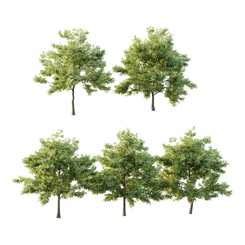 Celtis australis Tree 10 - Image 5