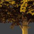 Tilia platyphyllos Tree 09 - Thumbnail 5