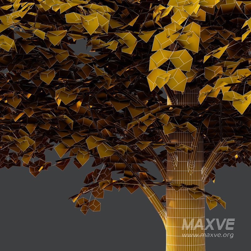 Tilia platyphyllos Tree 09 - Image 5