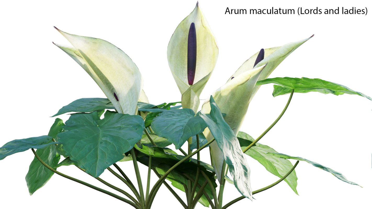 Collection 14 – English Garden - Image 13