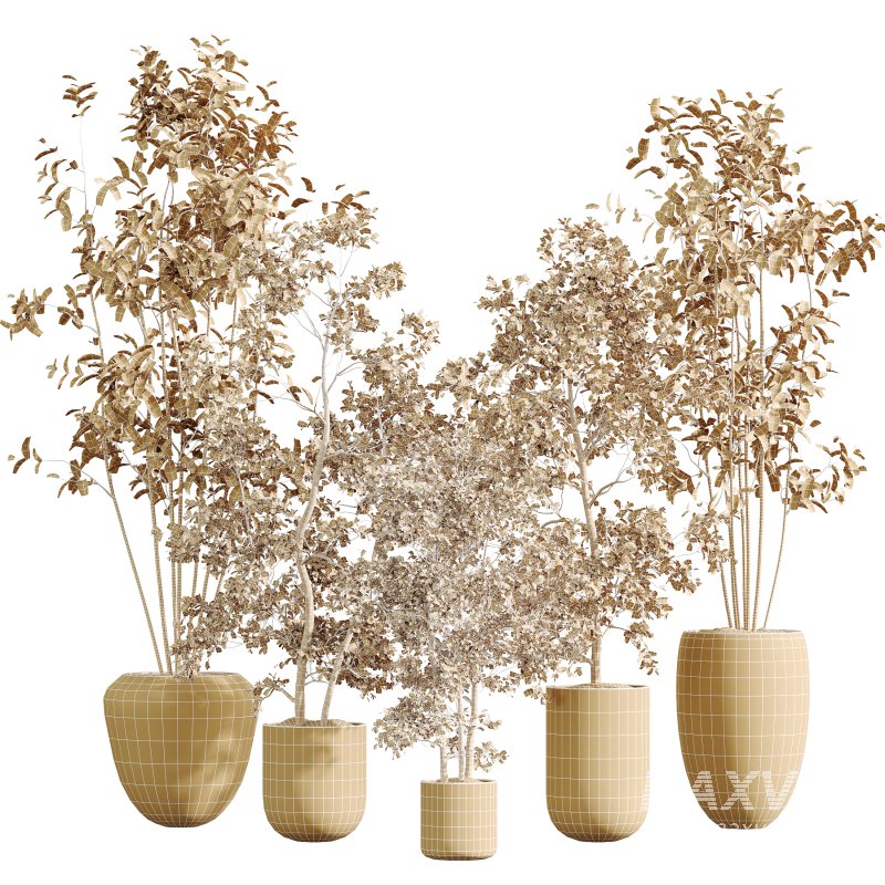 AV Indoor Plants Set 326 Europaea Olive Eucalyptus and Mission Arbequina Olive - Image 5