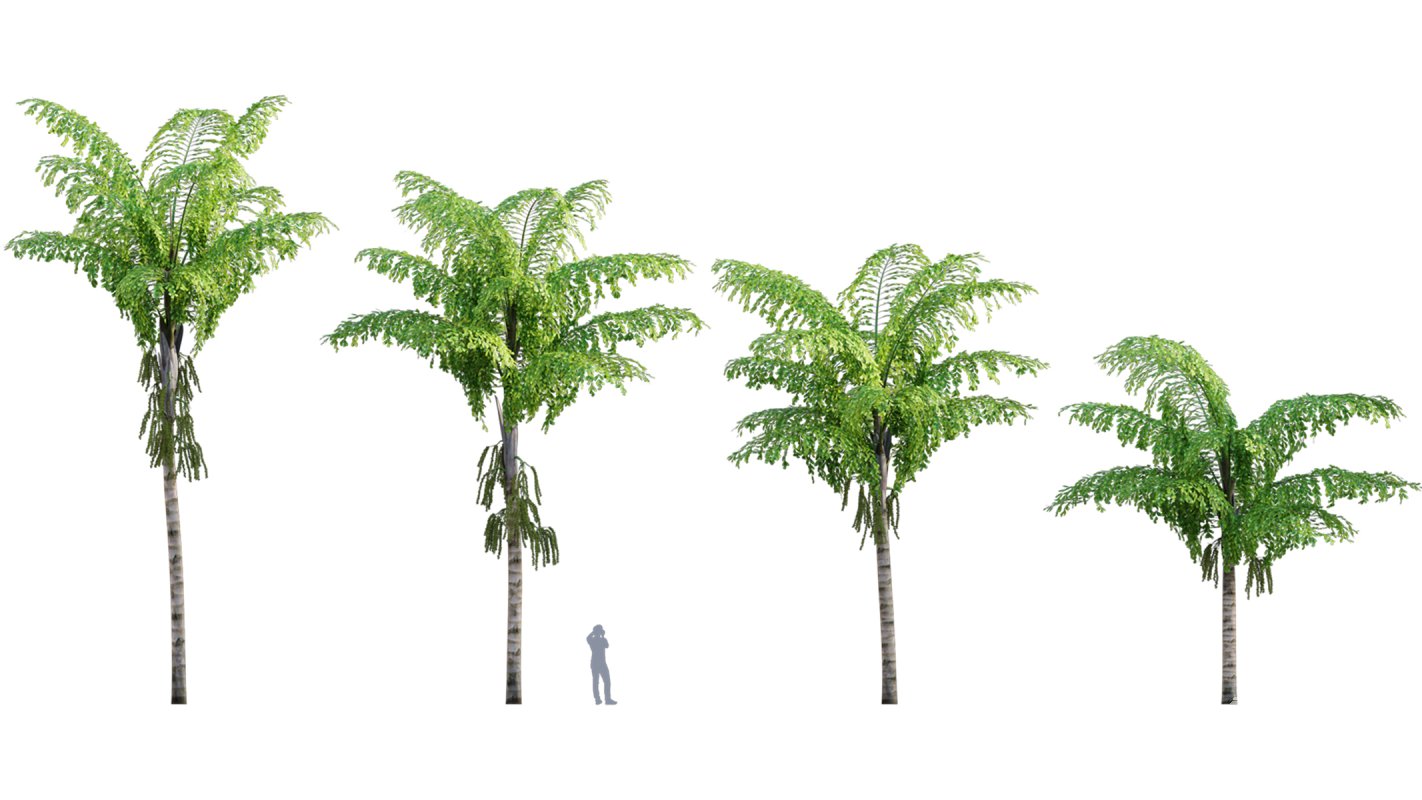 Collection 10 – Palm garden - Image 7