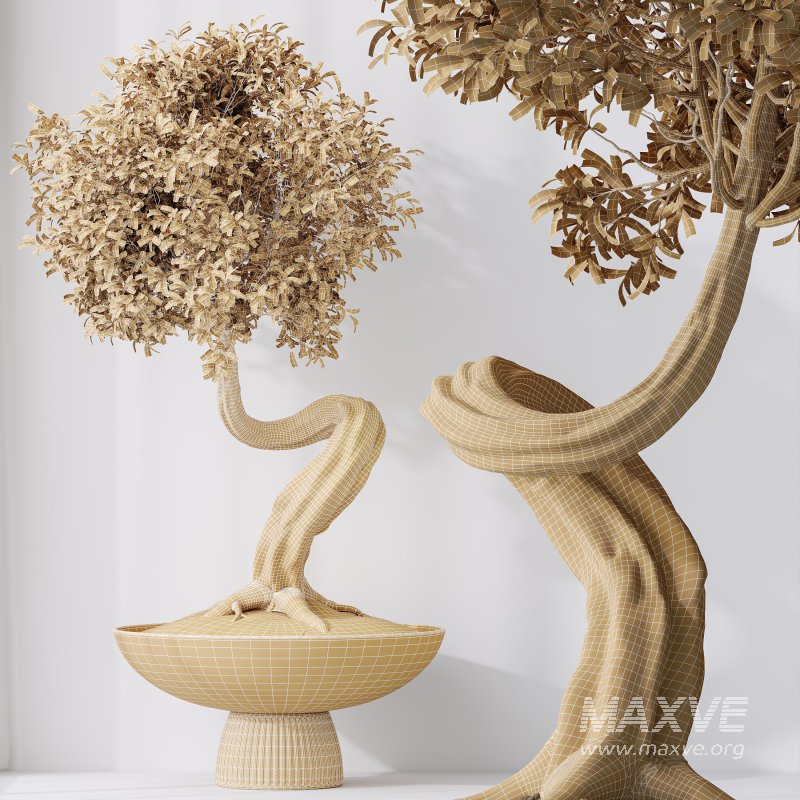 AV Indoor Plants Set 315 Ficus Retusa Bonsai Ginseng and Bonsai Pinus Pentaphylla Thunbergii - Image 8