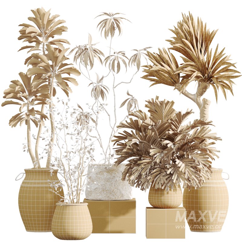 AV Indoor Plants Set 365 Yucca and Areca Palm and Japandi and Euphorbia Drupifera - Image 7