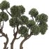 Topiary Pine Tree Set - Thumbnail 4