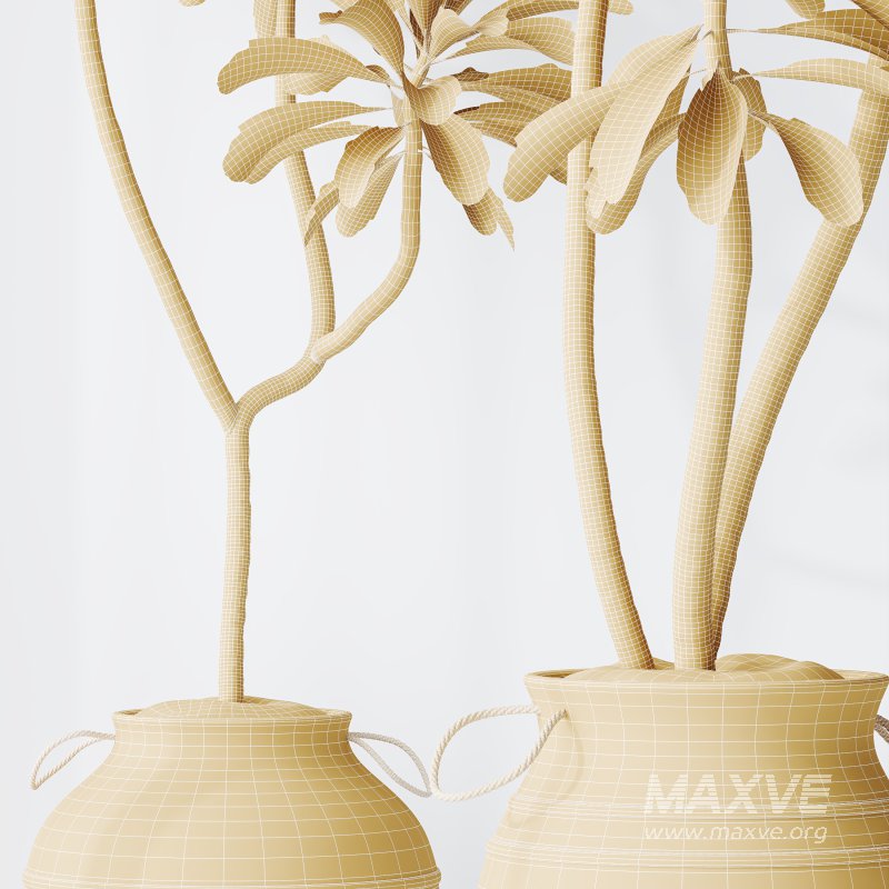 AV Indoor Plants Set 314 Spathiphyllum Wallisii and Cyara Areca Palm and Euphorbia Drupifera - Image 8