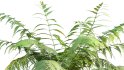 Collection 09 – Fern Garden - Thumbnail 5