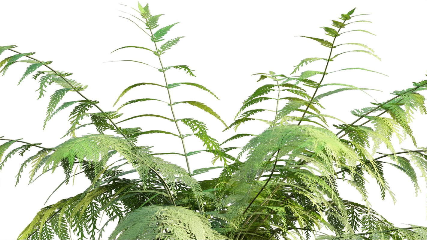 Collection 09 – Fern Garden - Image 5