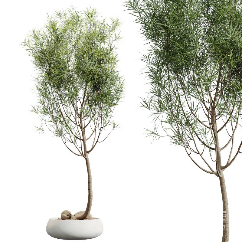 AV Indoor Plants Set 344 Ficus Marginata and Cactus Euphorbia Trigona - Image 1