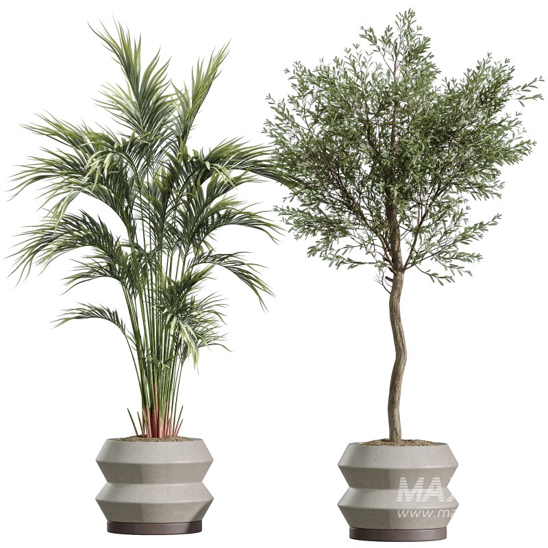 AV Indoor Plants Set 336 Olive and Areca Palm and Banana Nicolai and Ficus Fig - Image 2