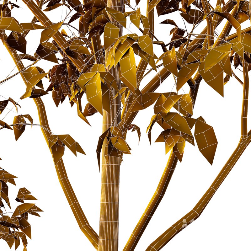 Celtis australis Tree 02 - Image 6