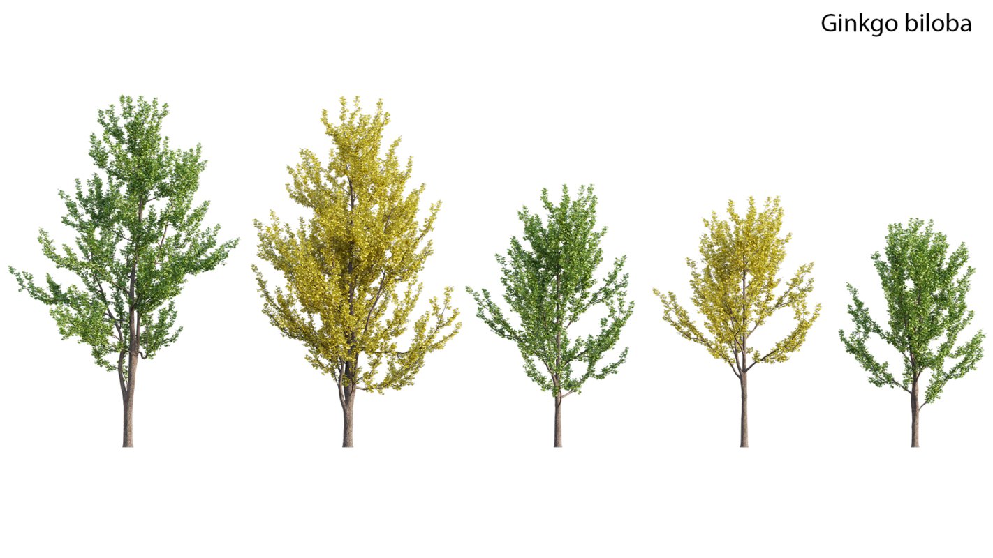 Collection 17 – Chinese garden - Image 14