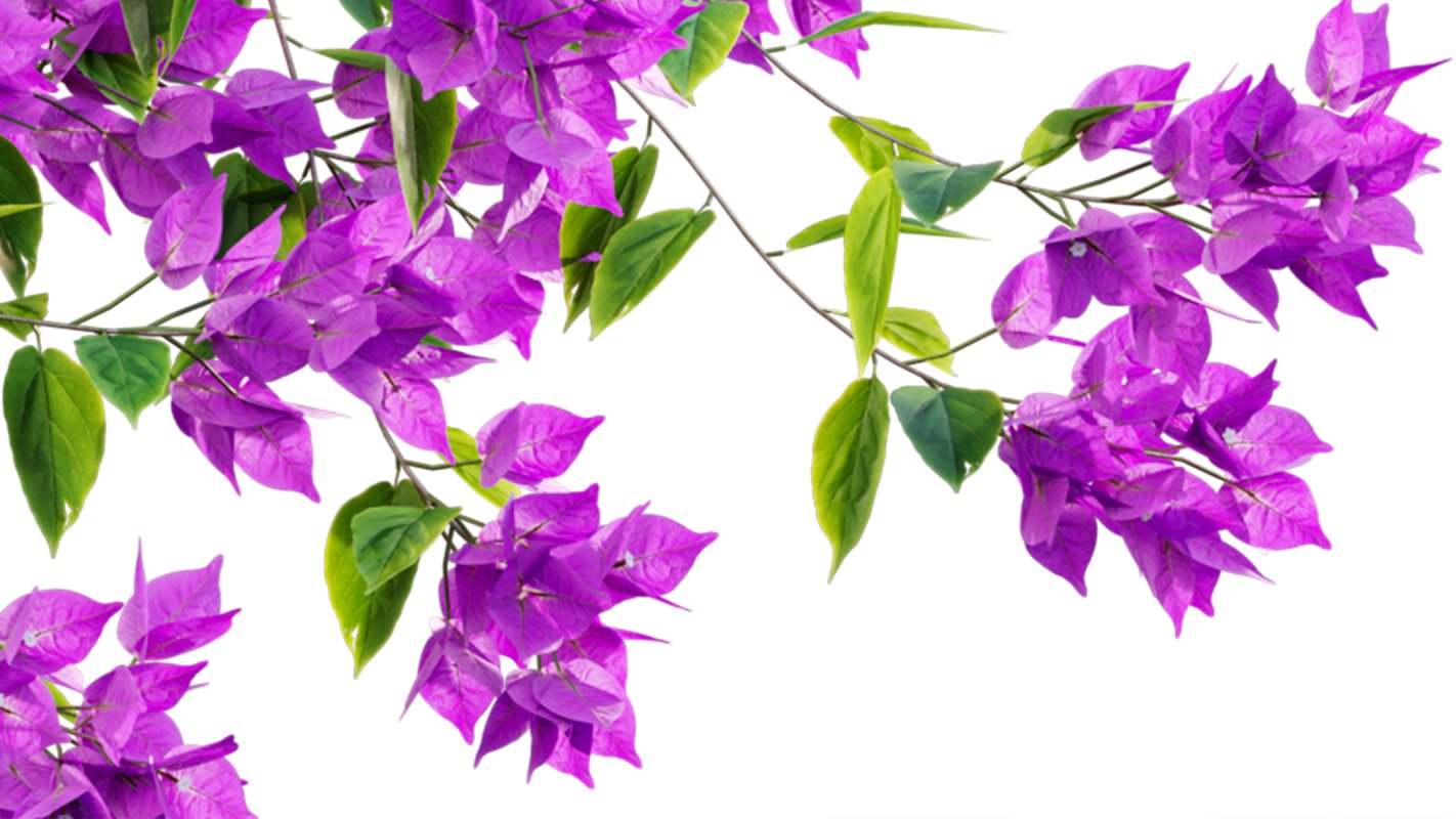 Collection 07 – Central America Garden - Image 47