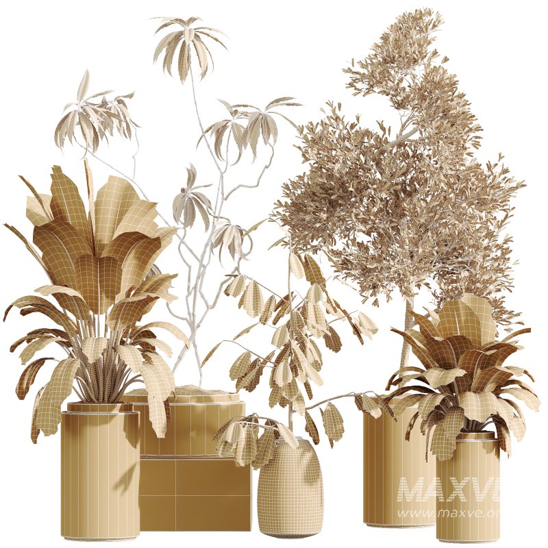 AV Indoor Plants Set 349 Ficus Dracaena Marginata and Olive and Robusta Abidjan - Image 7