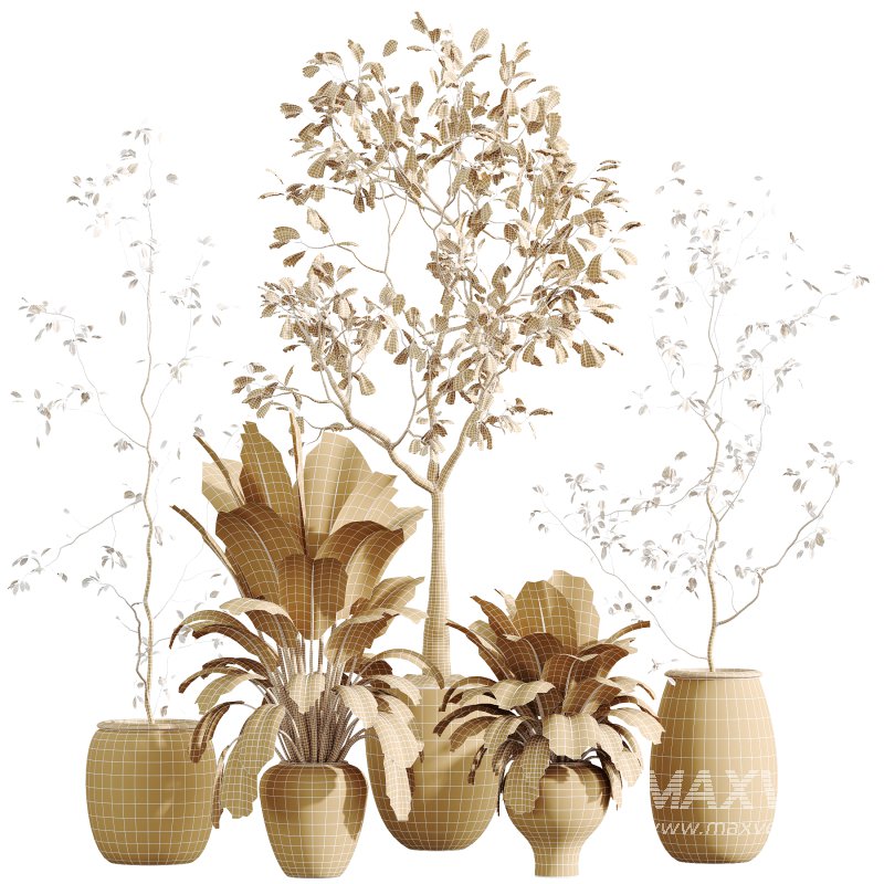 AV Indoor Plants Set 333 Ficus Robusta Abidjan and Ficus Dracaena Marginata - Image 7