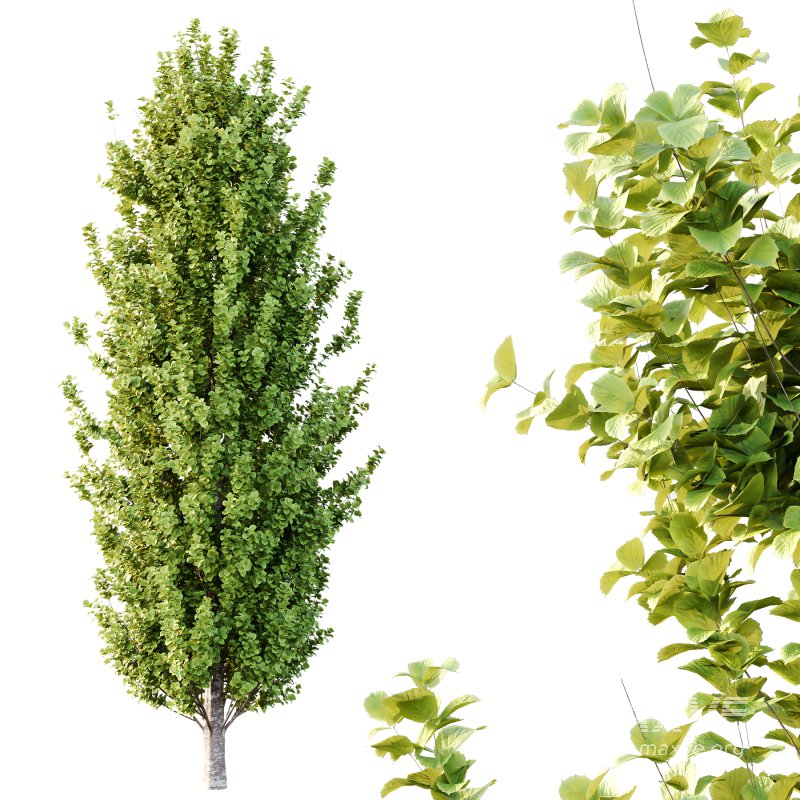 Different Trees 53 - Image 2