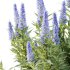 Echium candicans Pride of Madeira Bush 04 - Thumbnail 5
