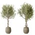 AV Indoor Plants Set 323 Olive Artificial Tree - Thumbnail 2