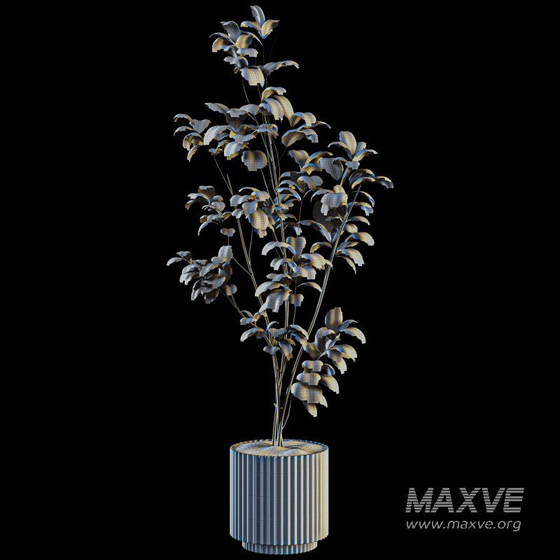 Bonsai Jungle Fiddle Ficus Tree - Image 5