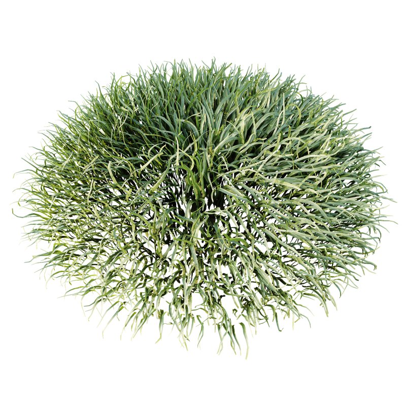 ntal grasses are widely used in landscaping for ground cover, edging, and creating natural textures in gardens. The set offers realistic density and organic variation, making it ideal for exterior design, botanical compositions, and architectural visualizations. With clean topology and 4K textures, these models ensure both high performance and lifelike detail. - Image 8