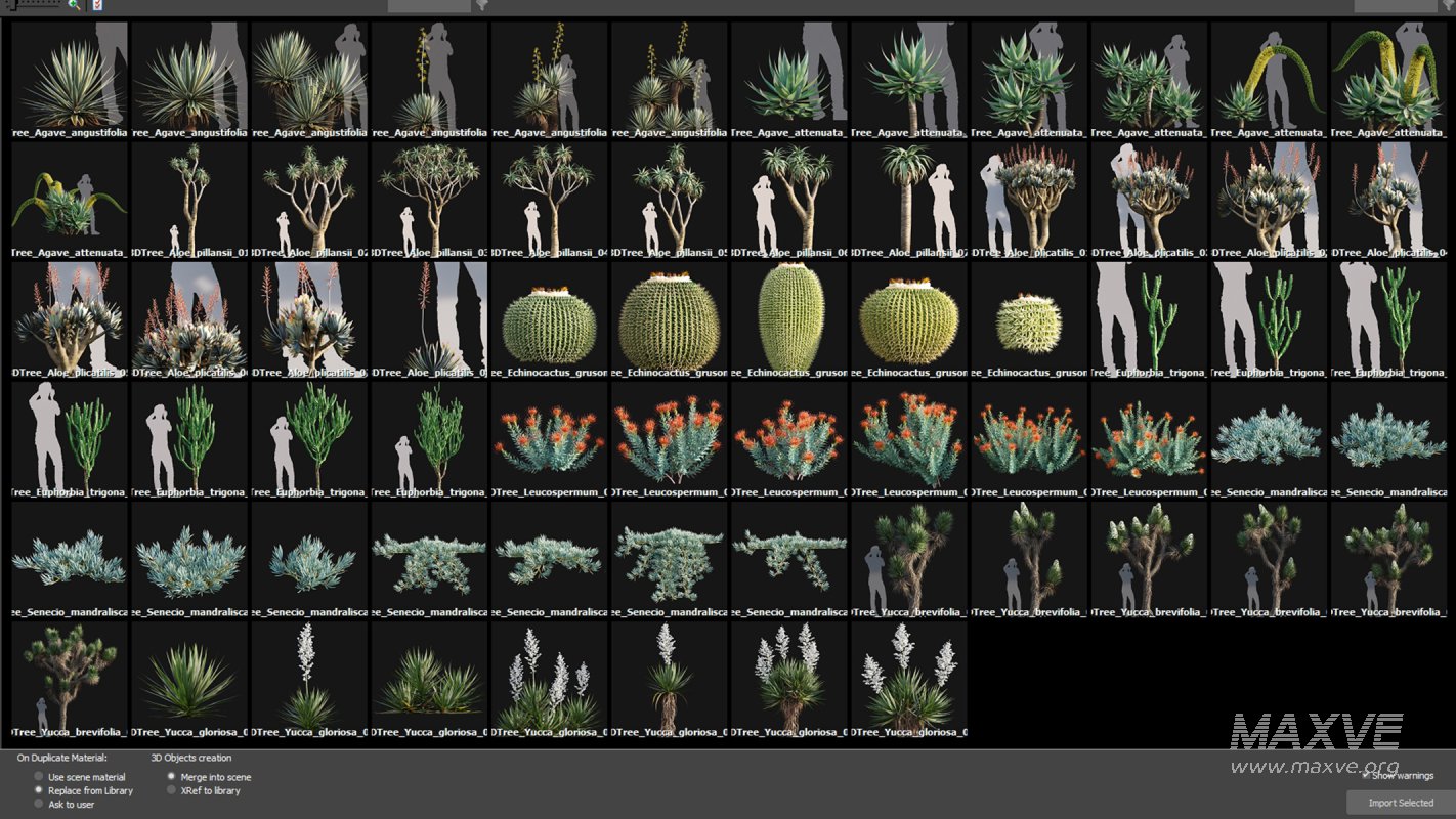 Collection 12 – Desert Garden - Image 4