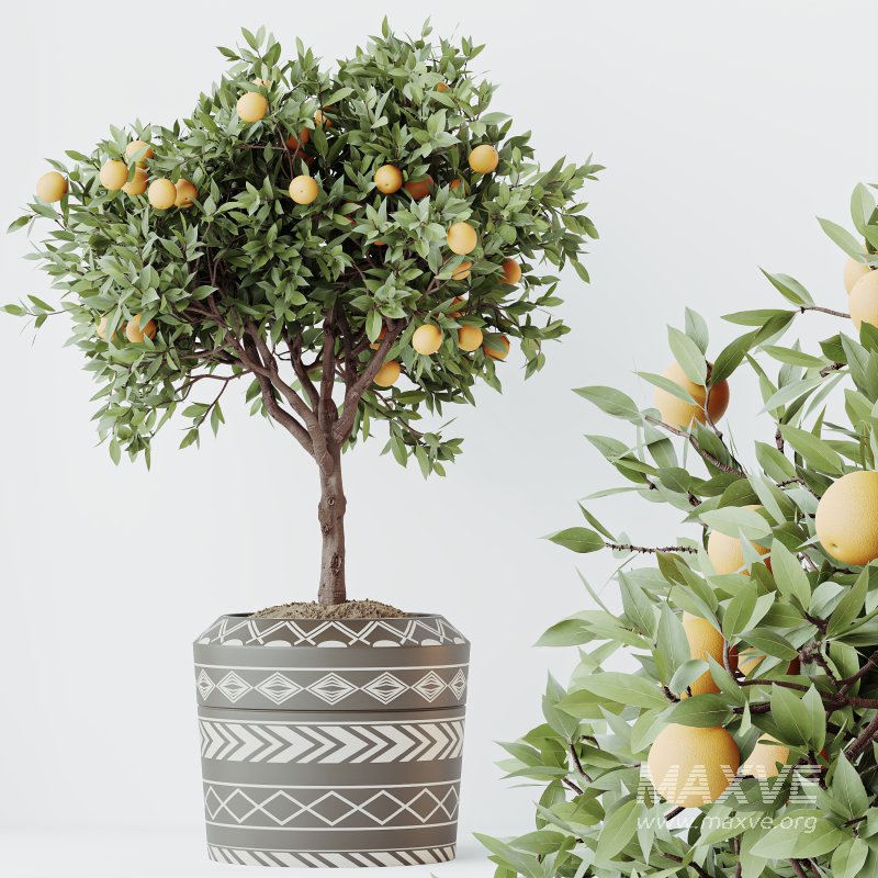 AV Indoor Plants Set 322 Fruit Orange Tree and Ficus Tineke Rubber and Aloe Vera - Image 1