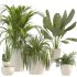 Plant Set 10 - Thumbnail 4