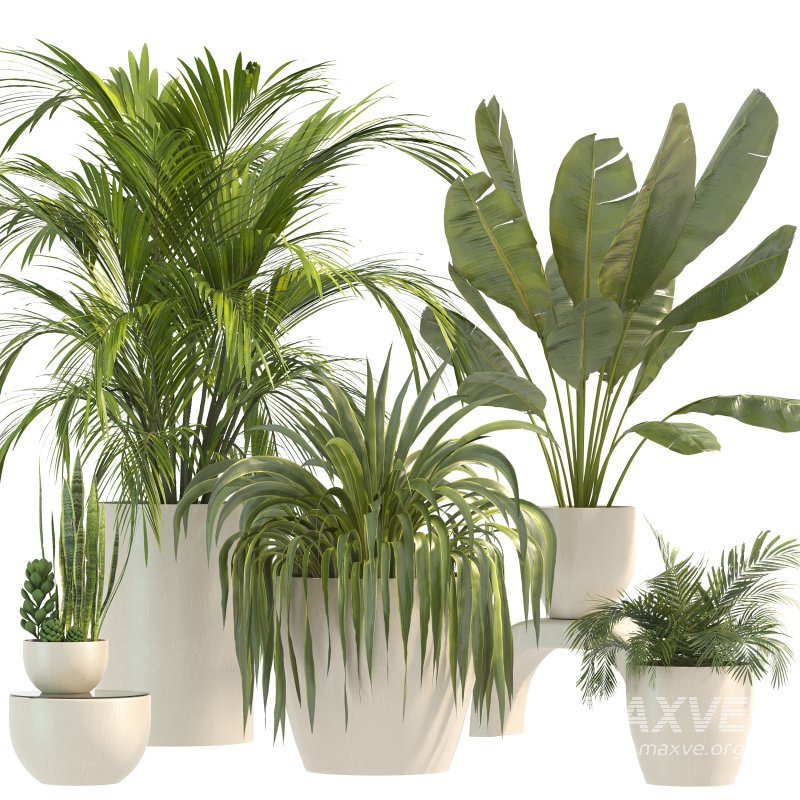 Plant Set 10 - Image 4
