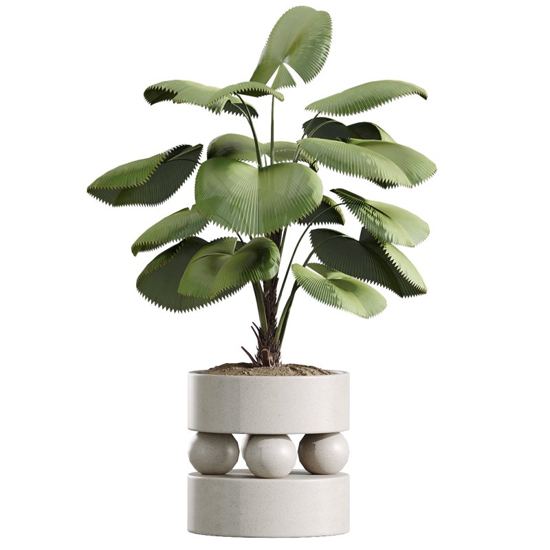 AV Indoor Plants Set 313 Licuala Palm and Olive Tree and Ficus Dracaena Marginata - Image 2