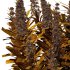 Echium candicans Pride of Madeira Bush 05 - Thumbnail 5
