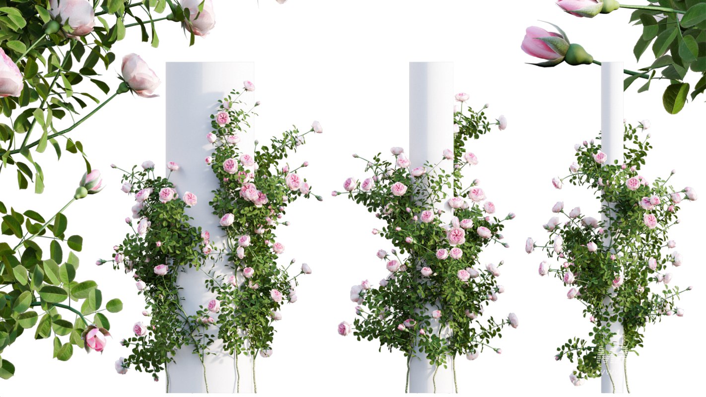 Collection 08 – Rose Garden - Image 29