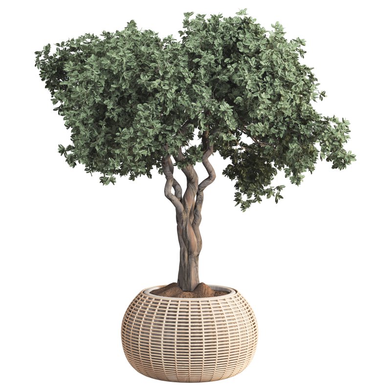 Indoor Tree in Pot Collection - Image 4