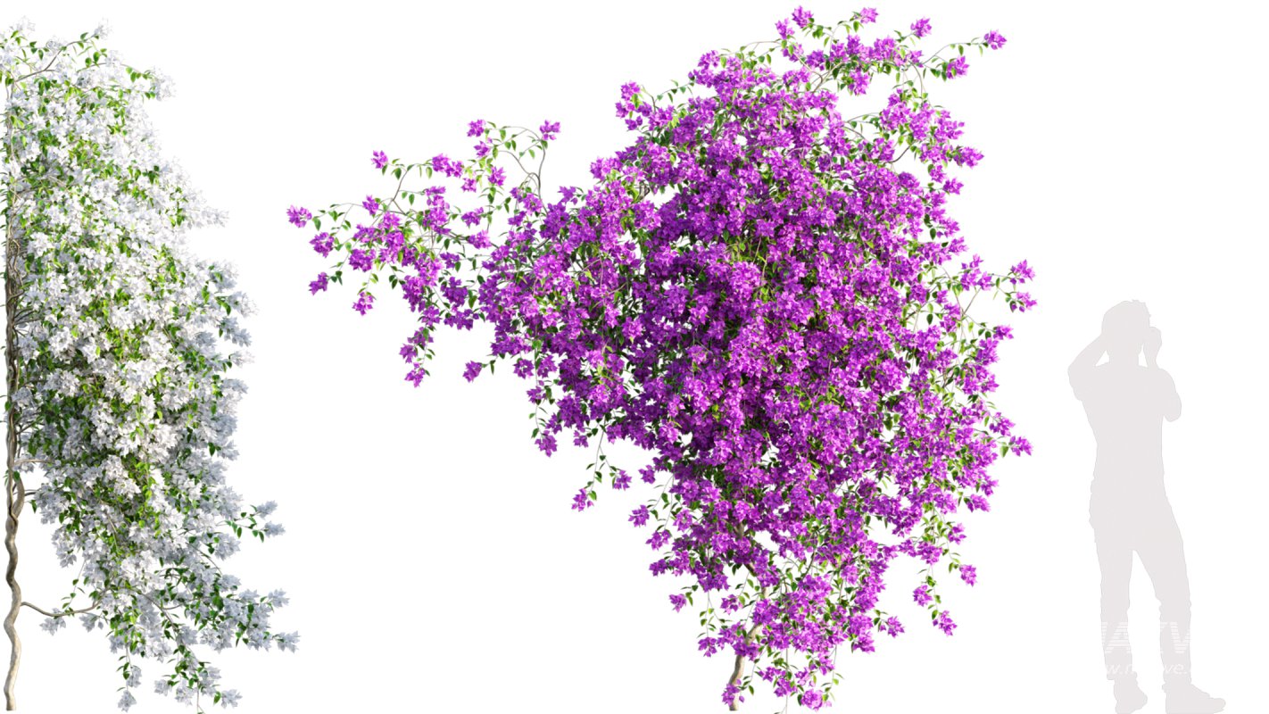 Collection 07 – Central America Garden - Image 43