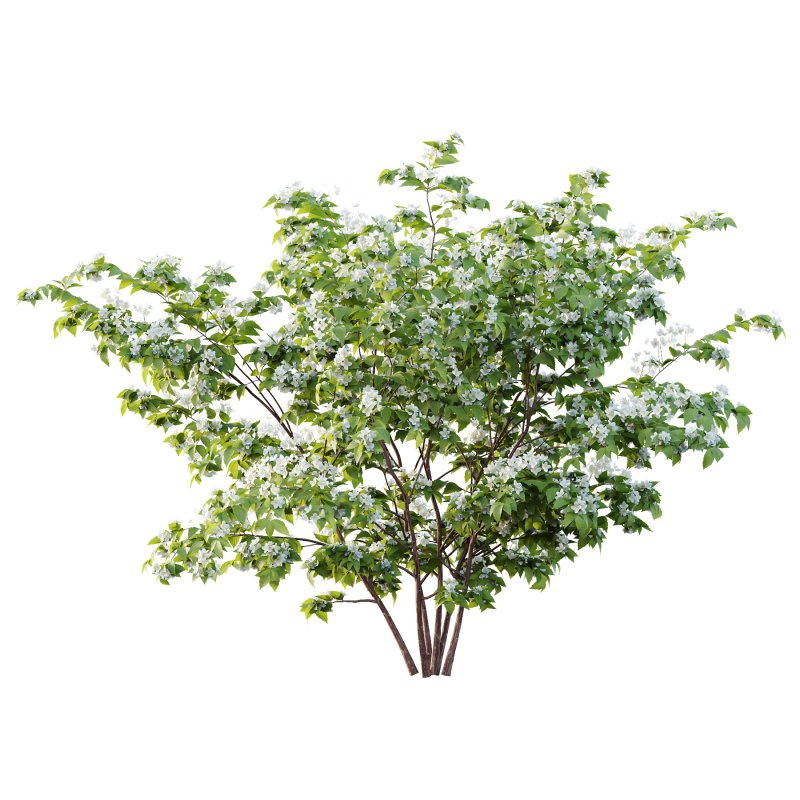 Philadelphia Bush 03 - Image 3