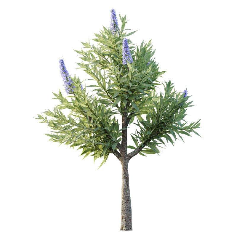 Echium candicans Pride of Madeira Bush 08 - Image 3