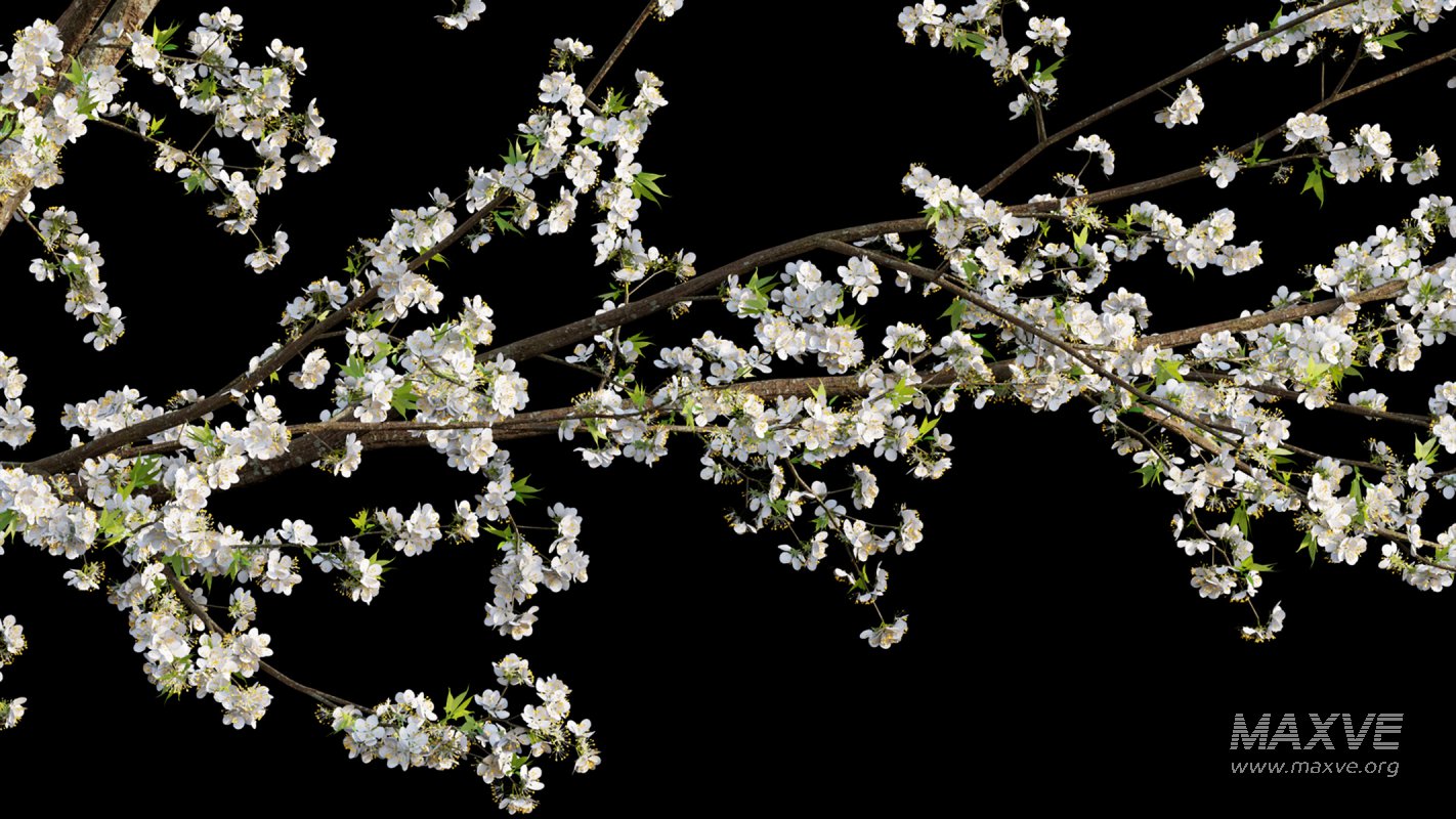 Collection 17 – Chinese garden - Image 30