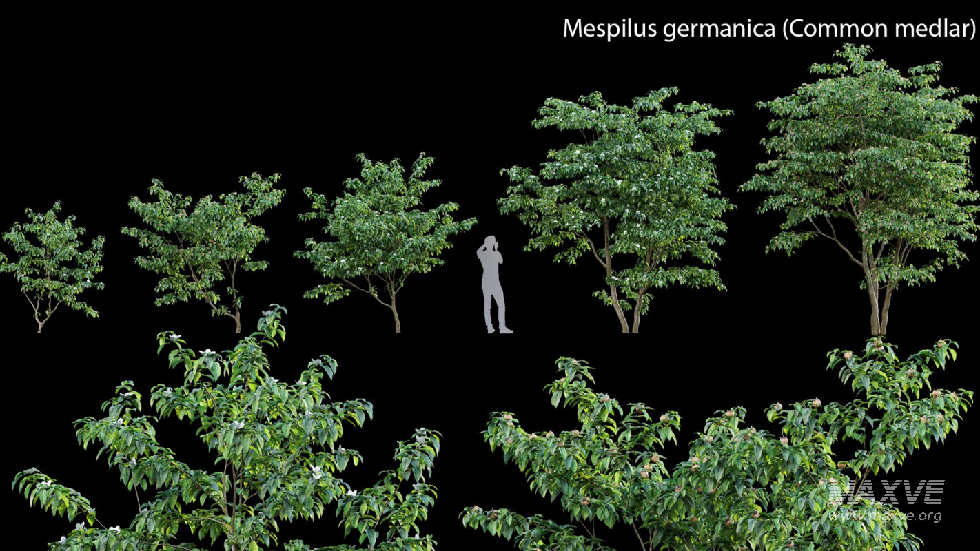 Collection 14 – English Garden - Image 32