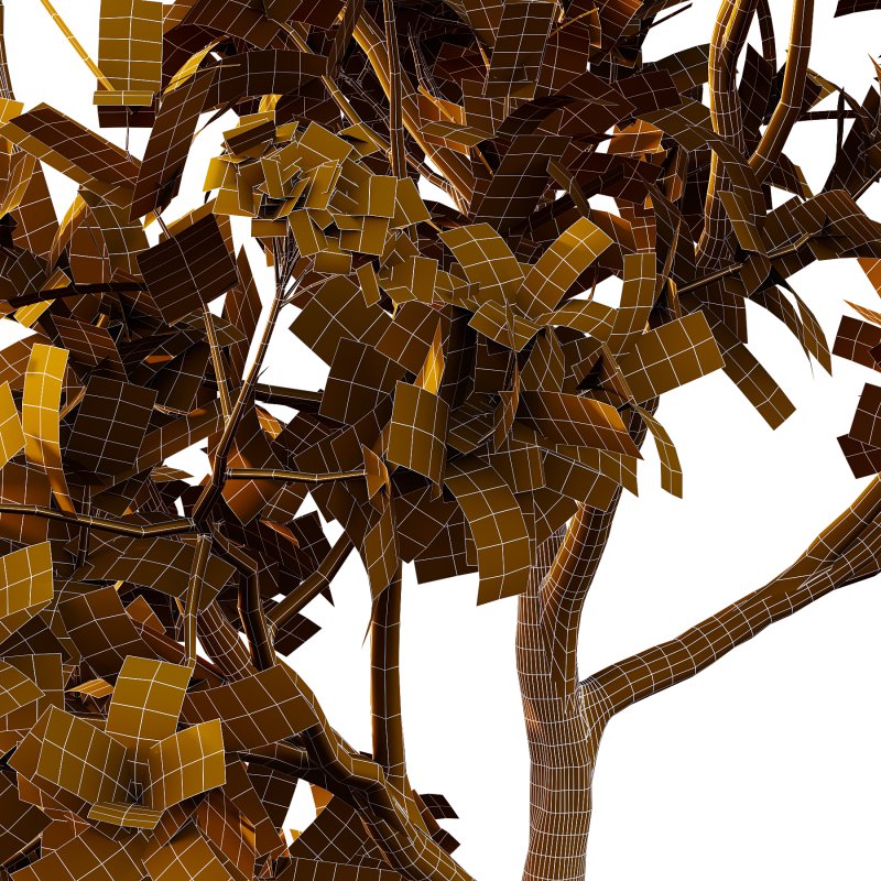 Plumeria Obtusa plant 05 - Image 5