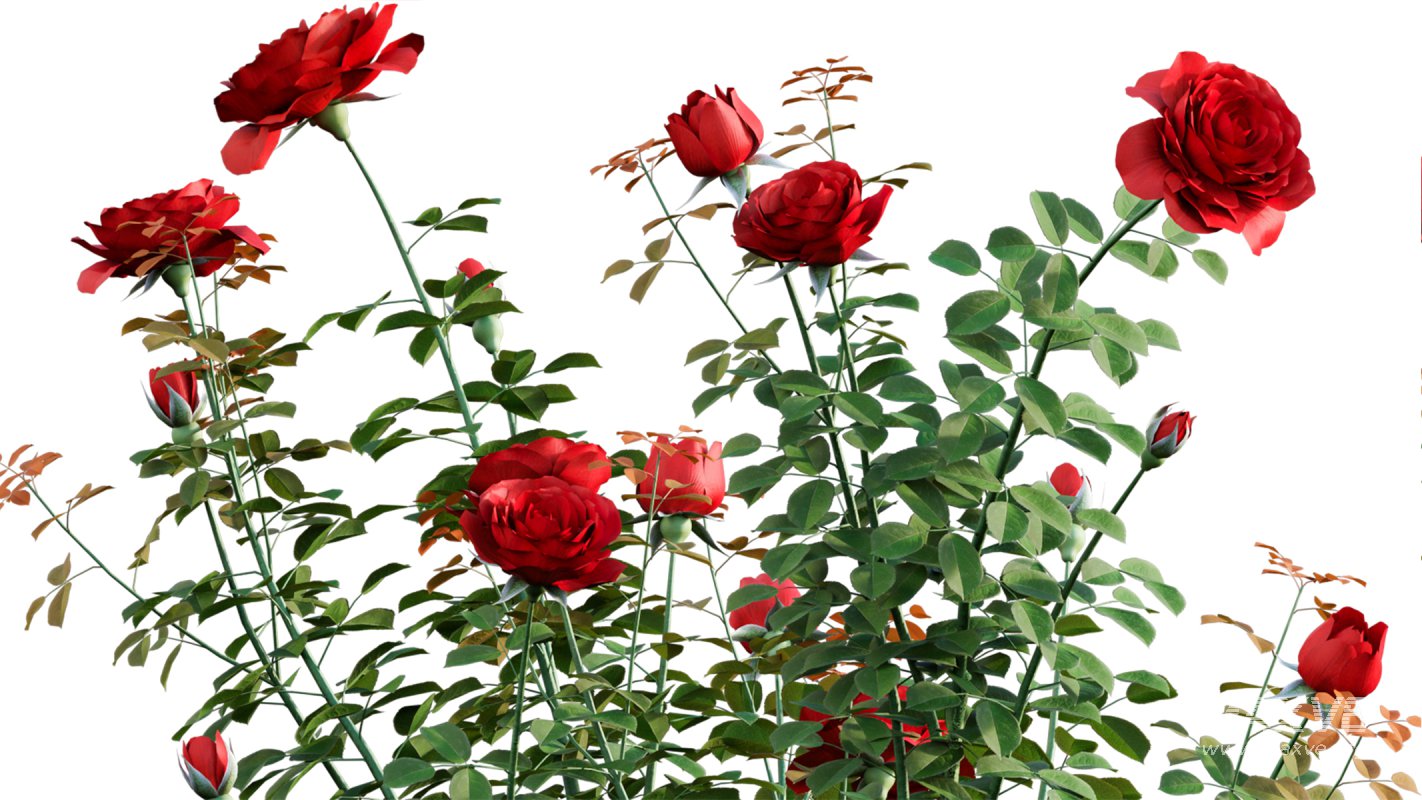 Collection 08 – Rose Garden - Image 14