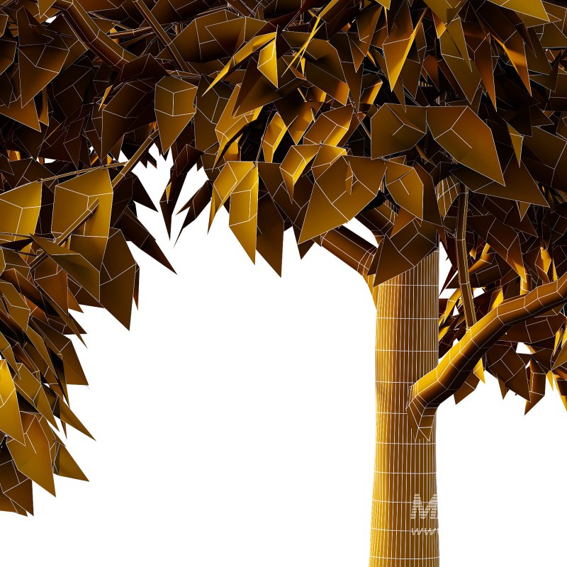 Celtis australis Tree 10 - Image 4