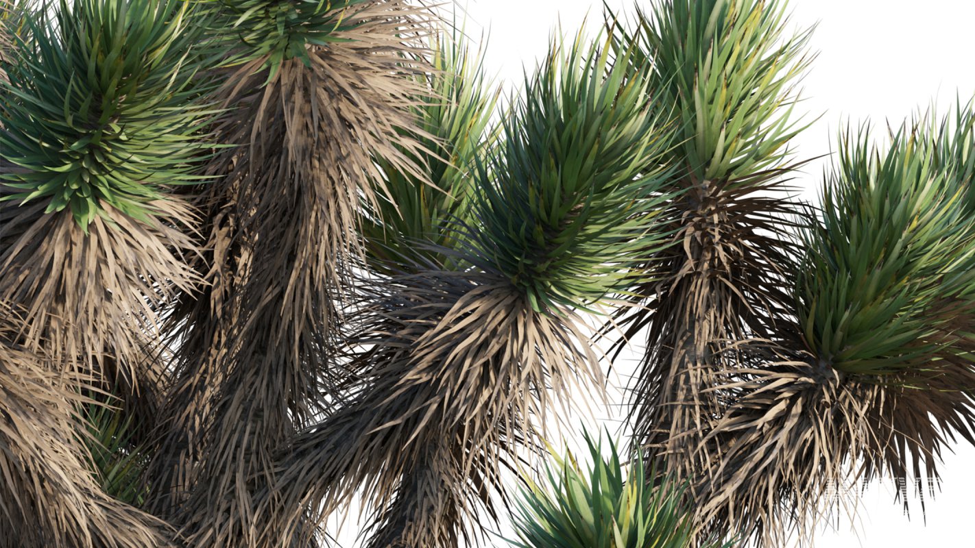 Collection 12 – Desert Garden - Image 39